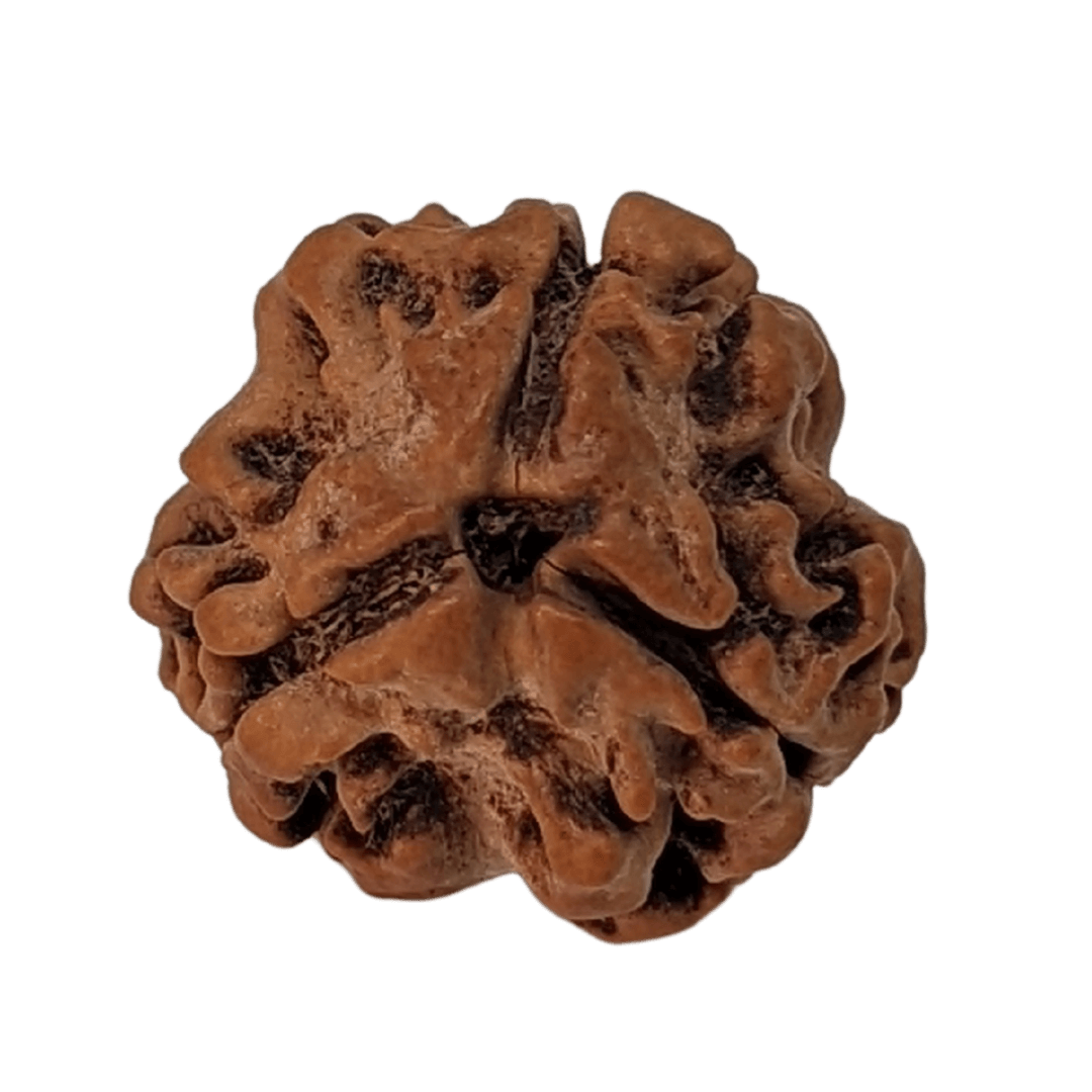 3-mukhi-rudraksha